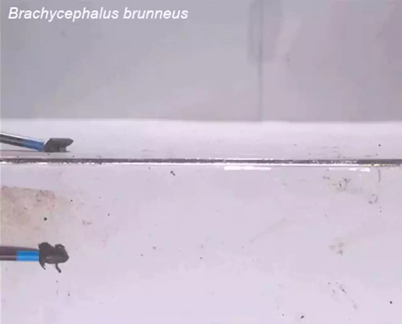 These Toadlets Are So Tiny They Can't Balance Anymore, And The Footage Is Ridiculous