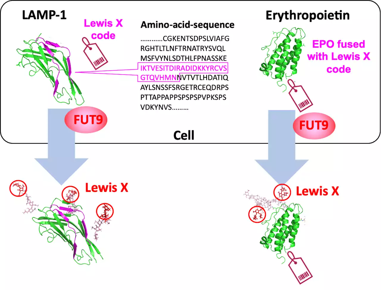 Sugar Code in Protein: Paving the Way for Development of Biopharmaceuticals