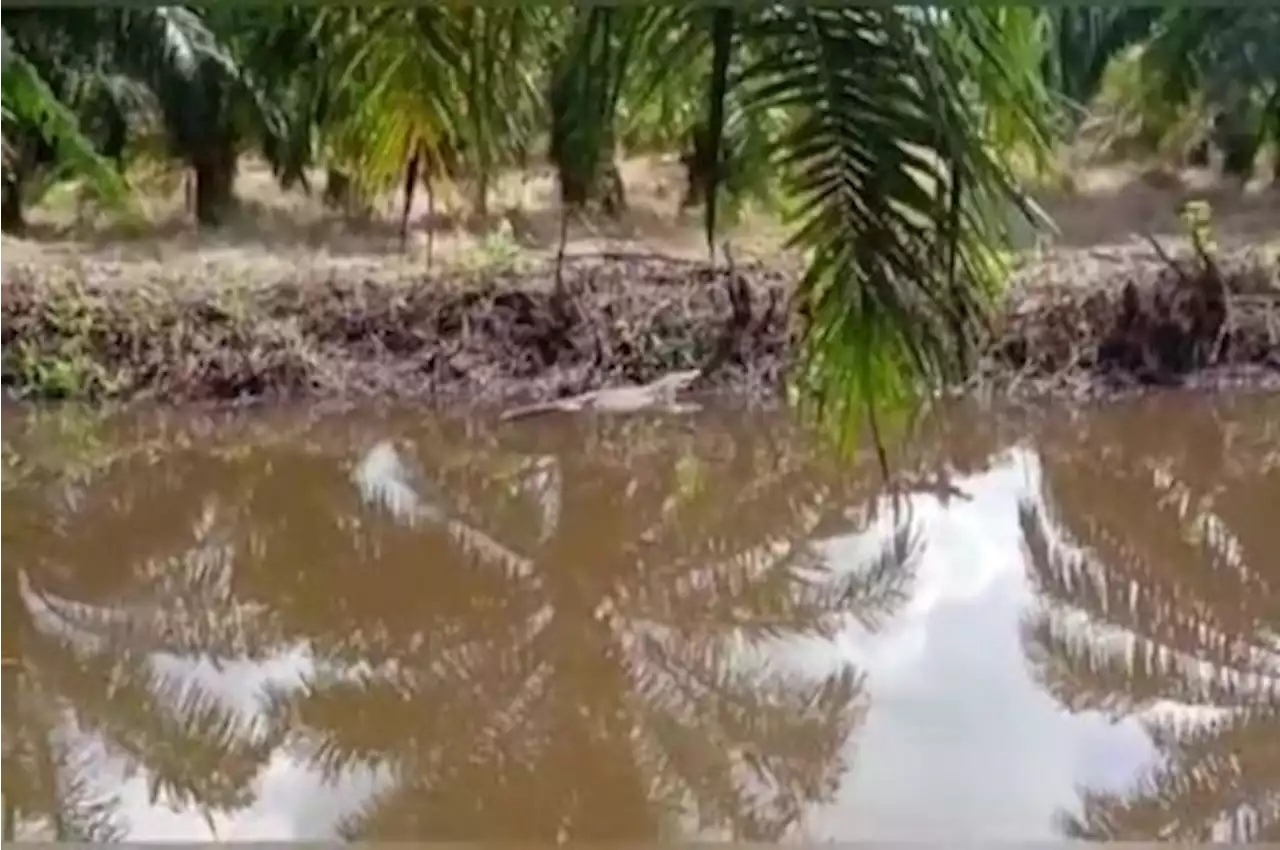 Mencuci Baju di Pinggir Sungai, Wanita di Sampit Hilang Tanpa Jejak