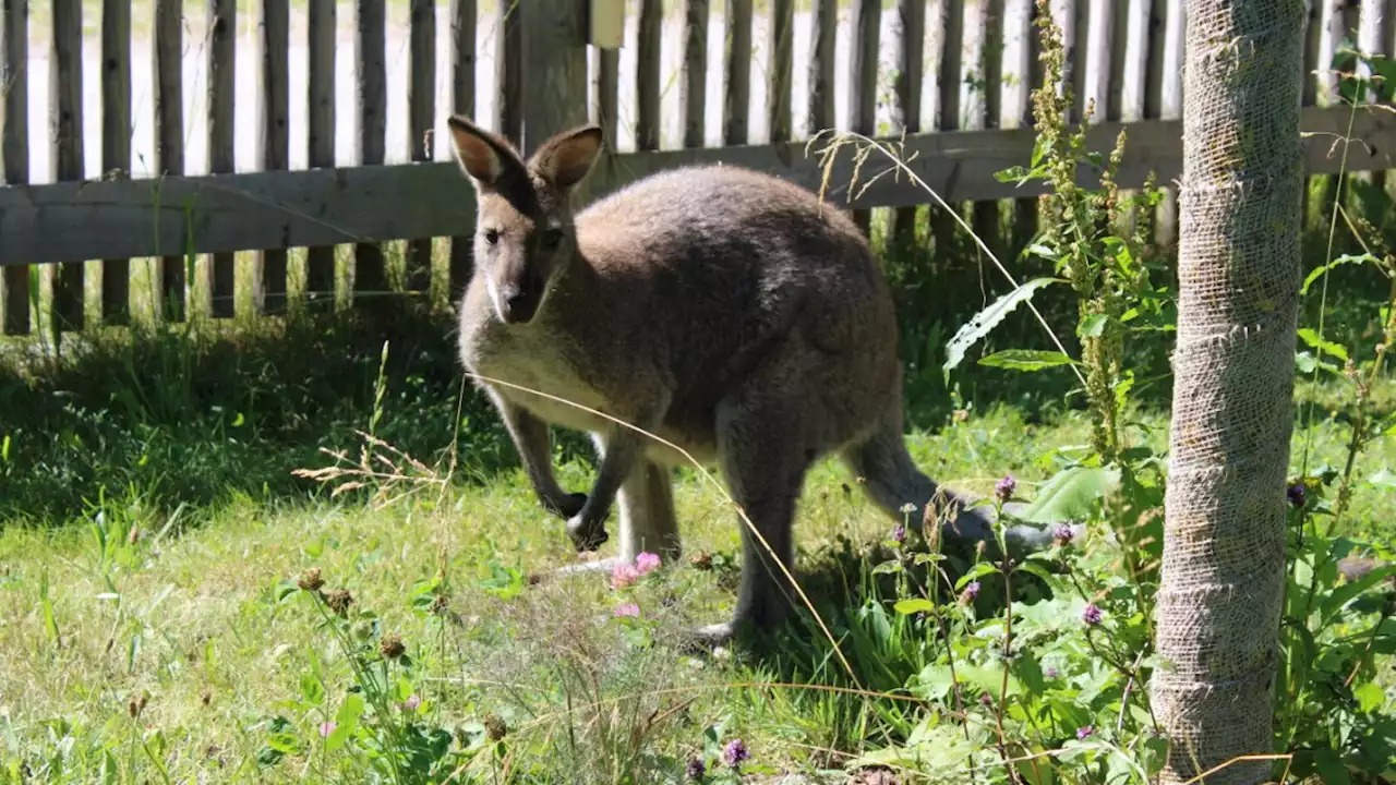 Zwischen Herrsching und Breitbrunn: Känguru ausgebüxt