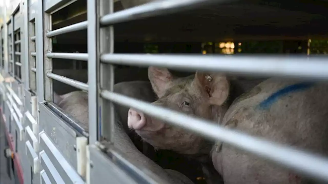 Auf der A3 kippt ein Schweinetransporter um – auf der A7 landet einer im Graben