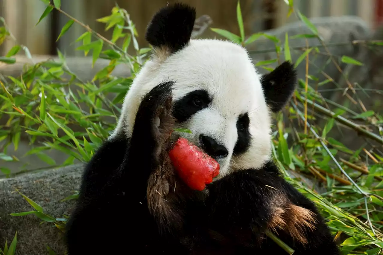 Hetebølge i Europa: Her får pandaen vannmelon-is