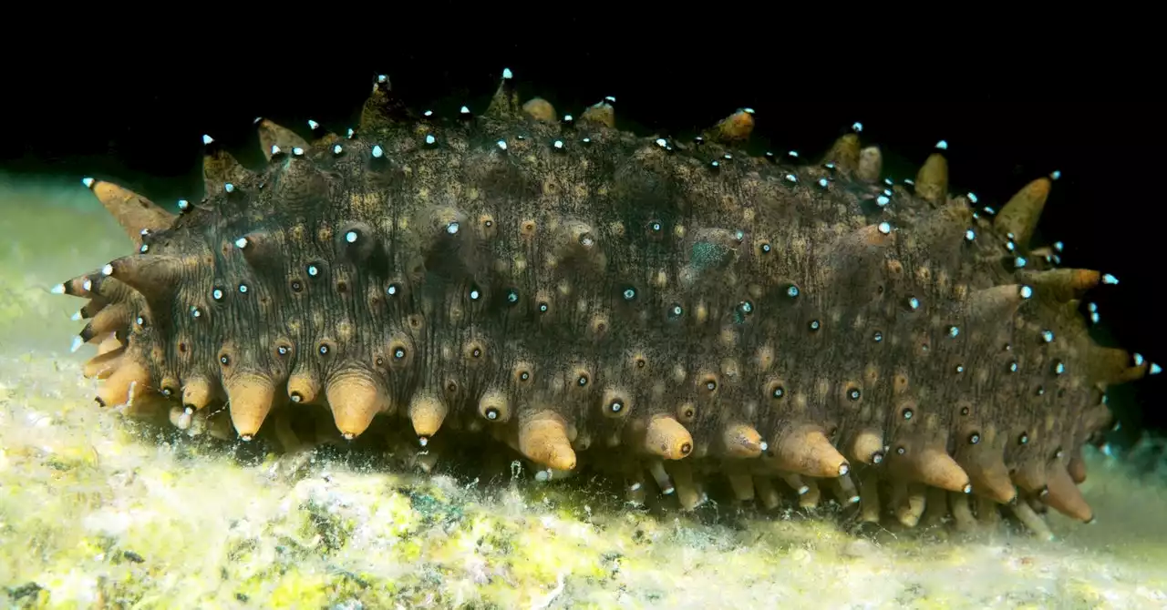 What Humans Can Learn From the Sea Cucumber’s Toxic Arsenal