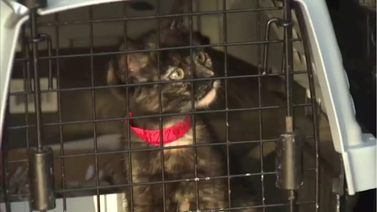 Cat on the lam: Pet caught after weeks on the run at airport