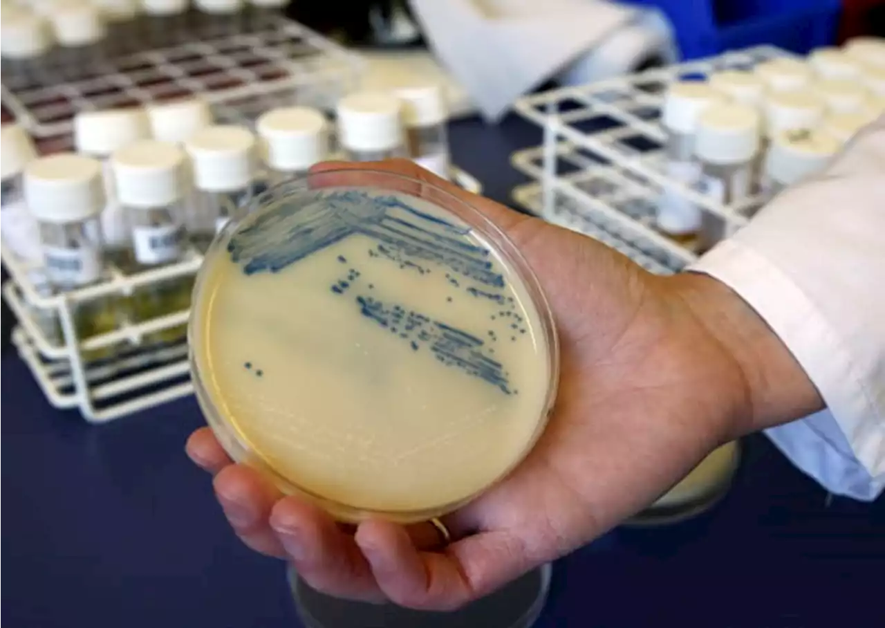 Superbug infections, deaths rose at beginning of pandemic