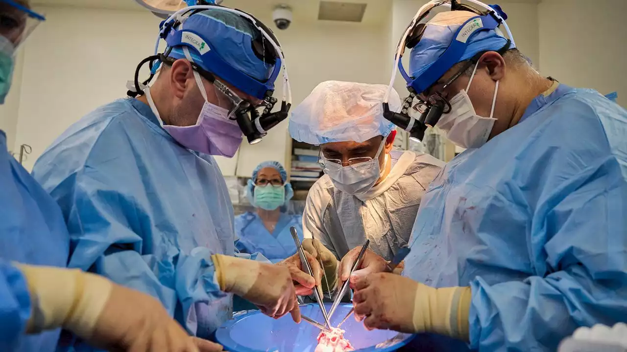 Watch: Scientists Test Pig-Heart Transplants in Brain-Dead Patients