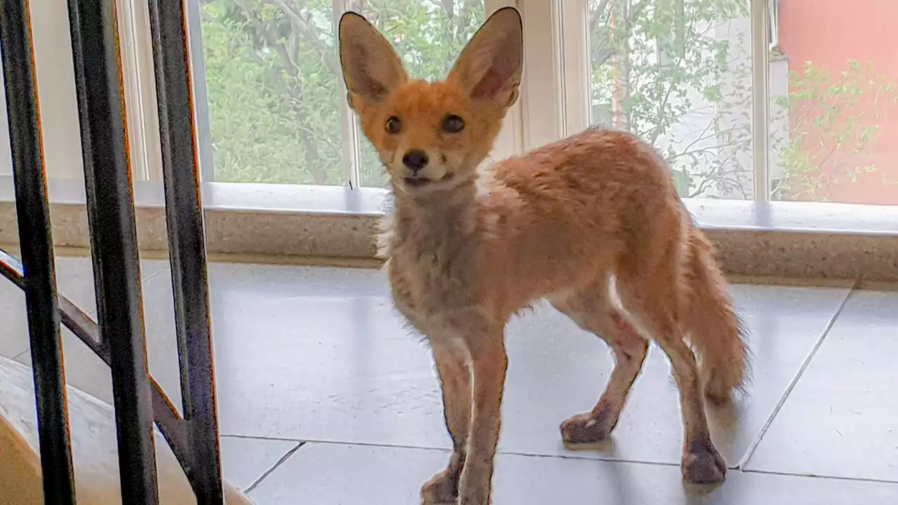 Tierischer Besuch: Fuchs schleicht sich in Berliner Behörde