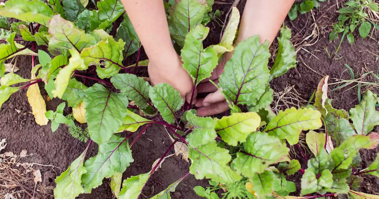 You can begin harvesting your garden - using good judgment