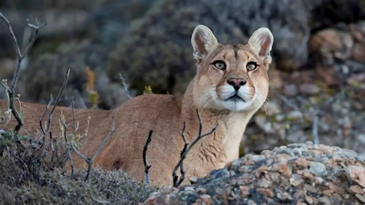 Murió un puma al ser atropellado dentro del Parque Nacional Iguazú