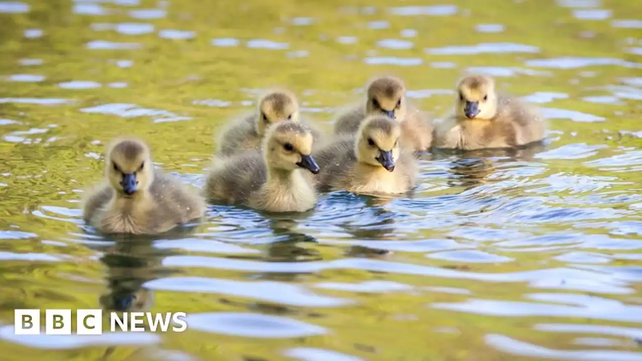 Penistone wildlife group calls for action over reservoir duckling deaths