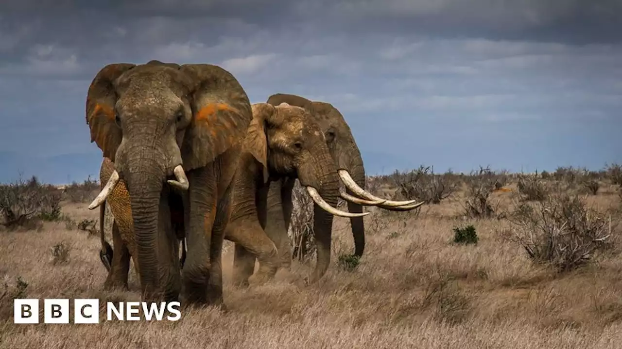 Social support helps orphaned elephants 'cope'