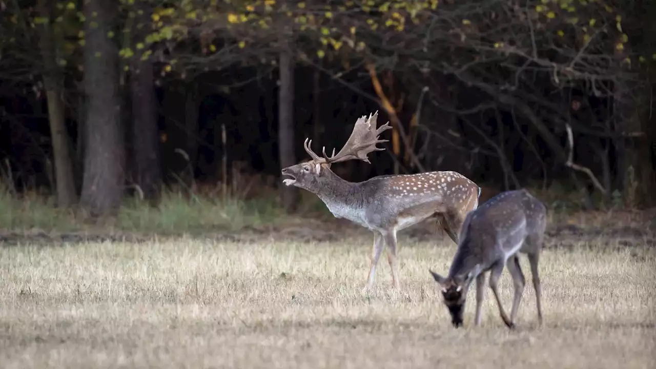 Pasteurellose: Seenplatte-Kreis meldet Ausbruch von seltener Wild-Tierseuche