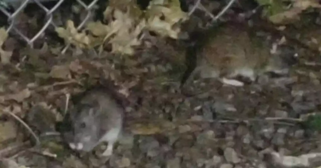 New York City proposes series of bills to mitigate rat problem