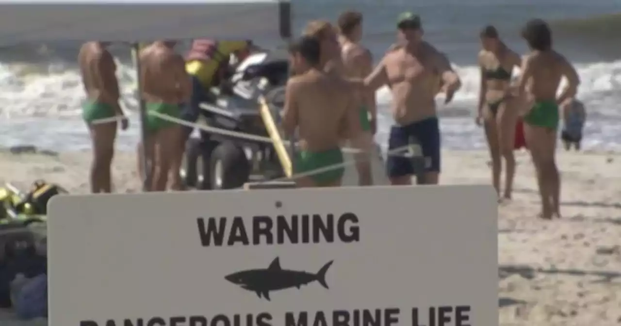 Surfer attacked by shark at Smith Point says adrenaline kicked in when he saw bloody leg