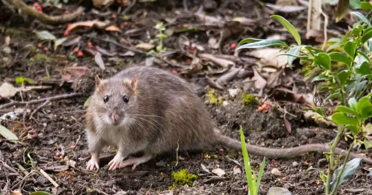 Una niña de ocho años murió por hantavirus en Chubut