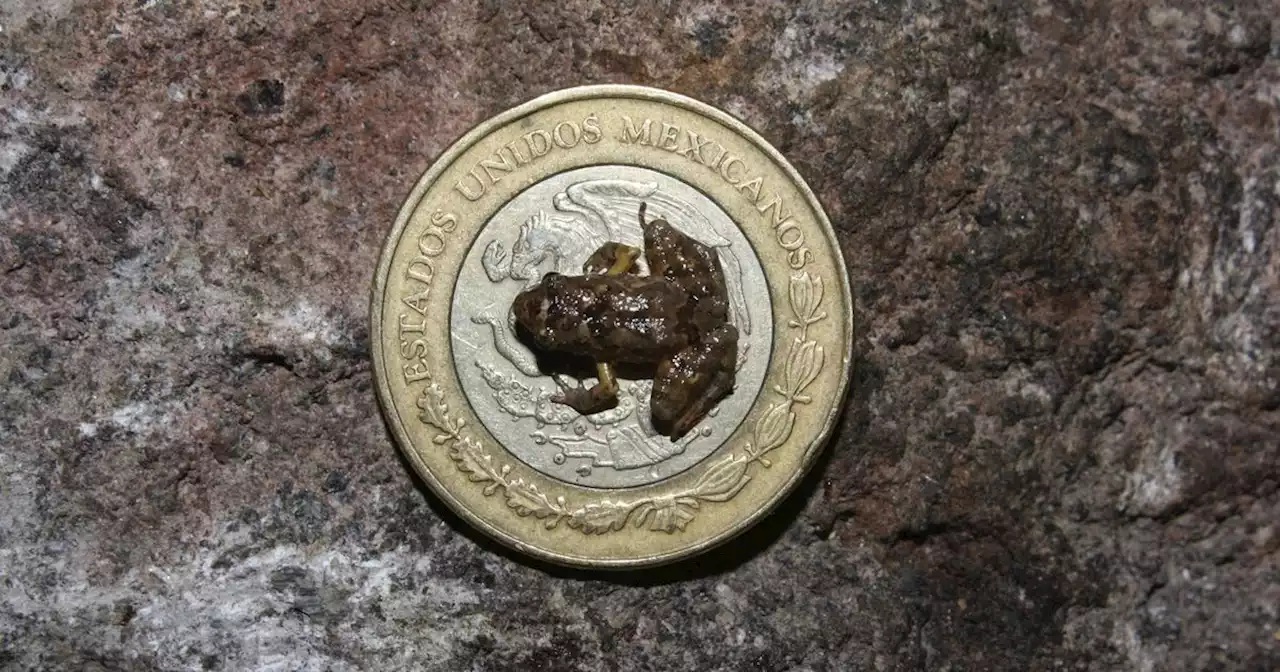 Penny-sized frog species discovered by UTA researcher – and they’re already under threat