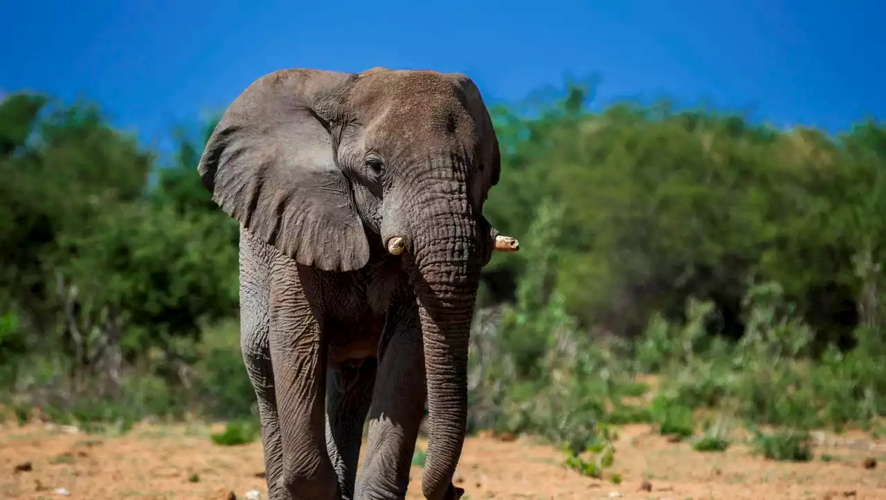 Mosambik: Fünf Menschen von Elefant getötet