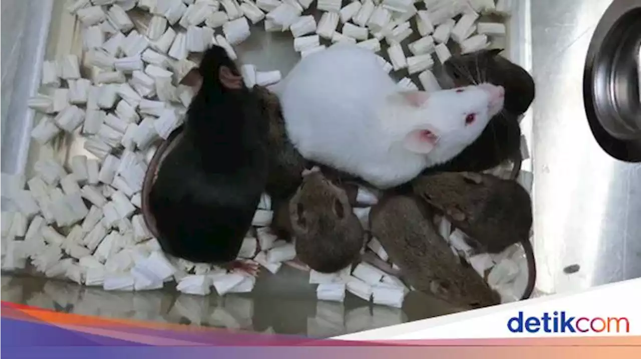 Terobosan Baru, Tikus Kloning Tercipta dari Sel Kulit