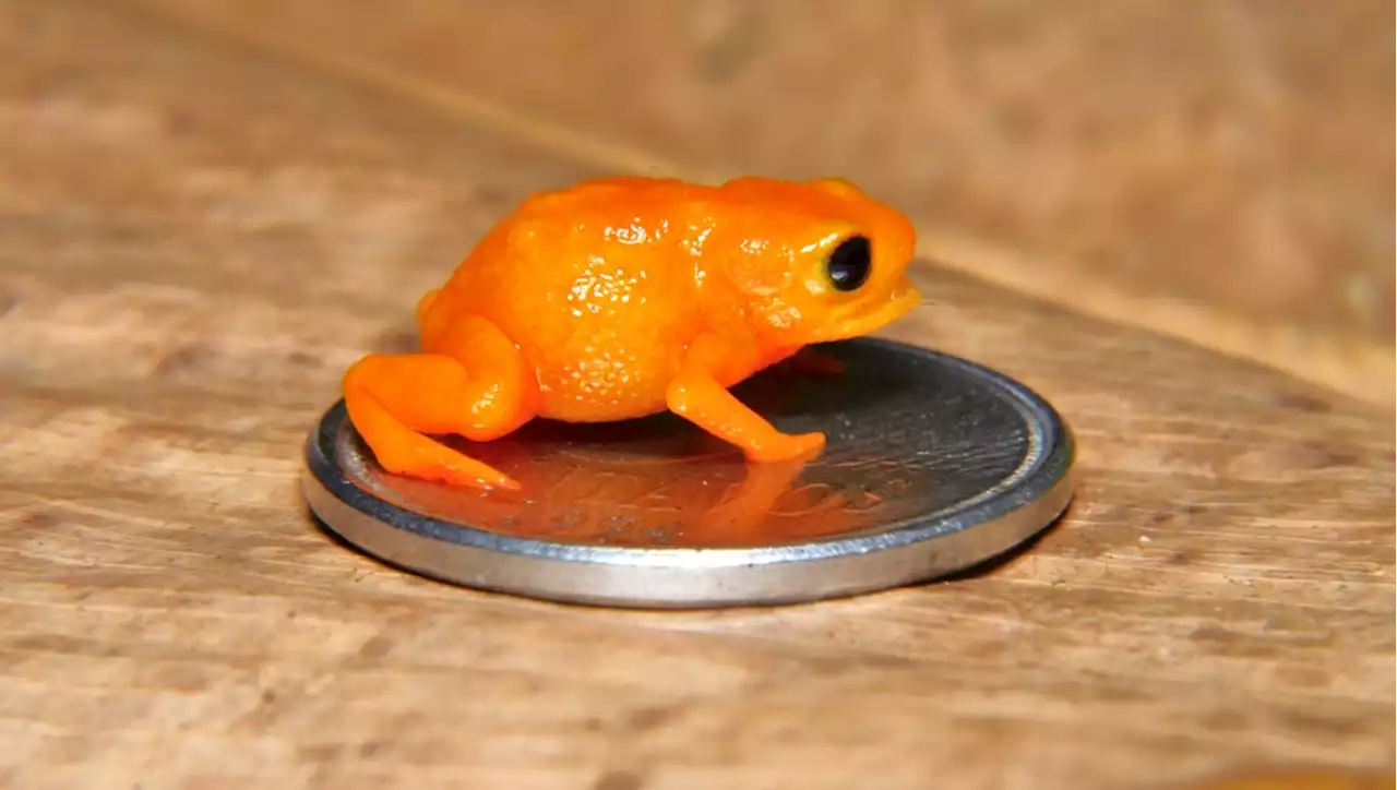 These Tiny Frogs Traded Their Sense of Balance for Their Size