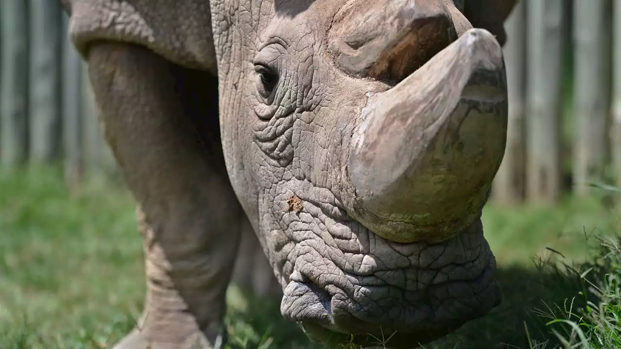 Two plead guilty to ivory, rhinoceros horn trafficking in Washington state