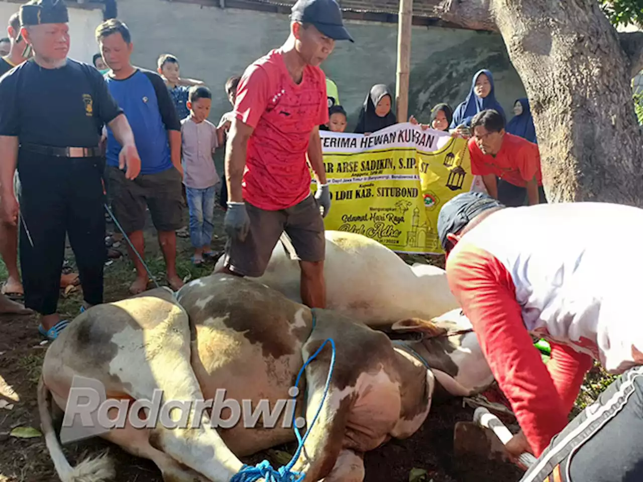 Omset Pedagang Kulit Sapi dan Kambing Meningkat Saat Idul Adha