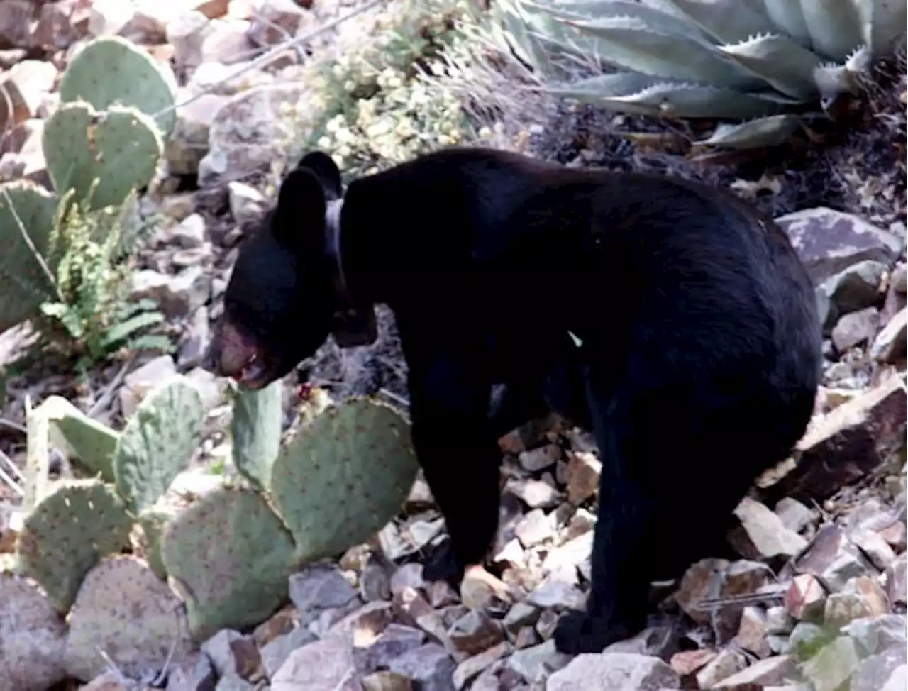 Big Bend National Park closes trail ‘until further notice’ due to significant bear activity