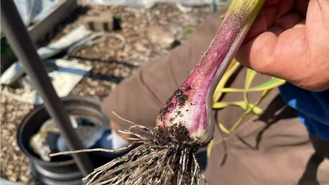 Garden Talk: Botrytis in the soil can take a toll on garlic harvests