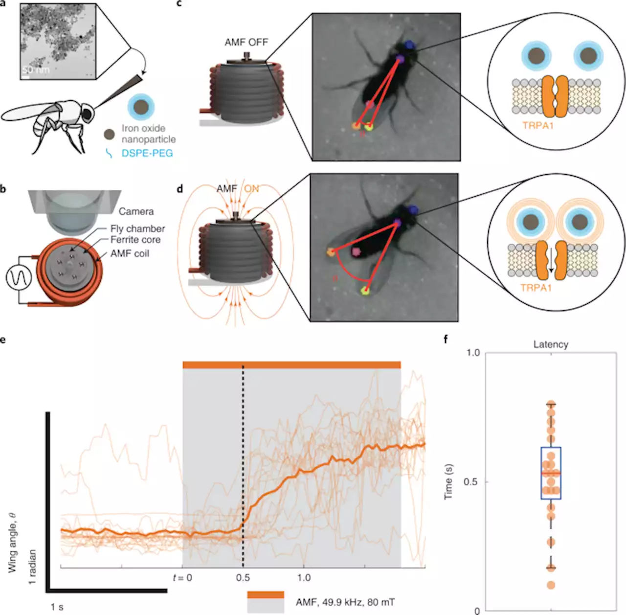 Subsecond multichannel magnetic control of select neural circuits in freely moving flies - Nature Materials