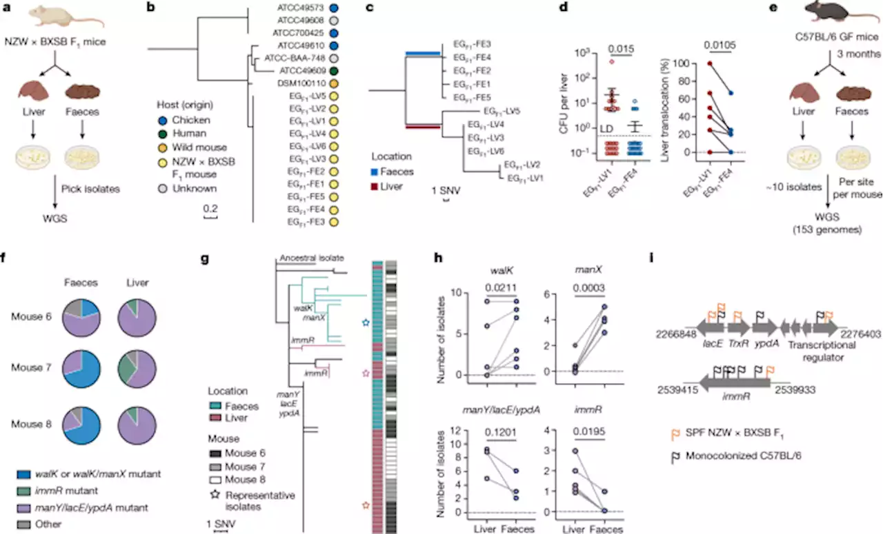 Within-host evolution of a gut pathobiont facilitates liver translocation - Nature