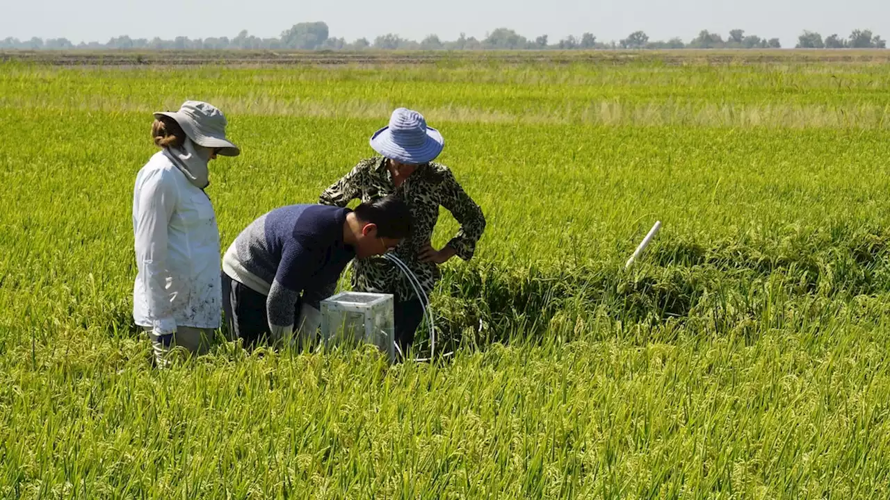 Can we hack DNA in plants to help fight climate change?