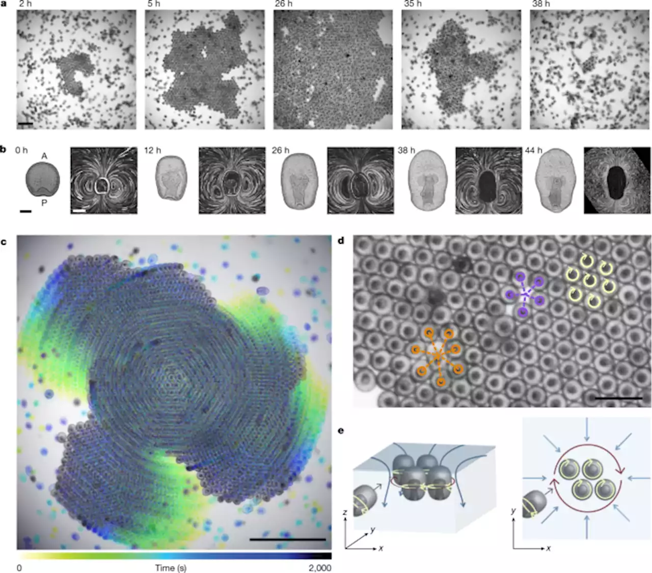 Odd dynamics of living chiral crystals - Nature