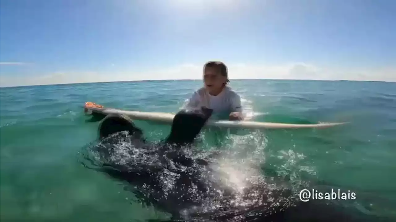 Manatee Caught on Camera Using Child's Surfboard in Florida