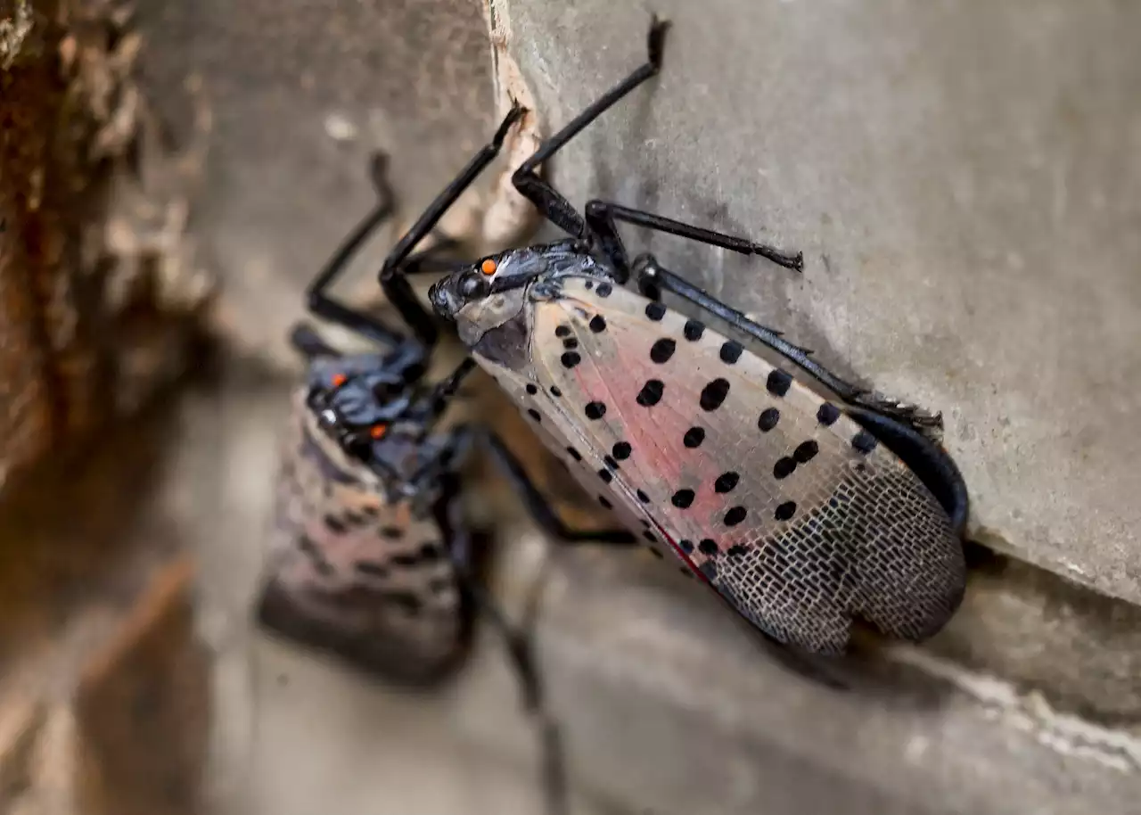 MAP: Here's Where Spotted Lanternflies Could Spread by 2050