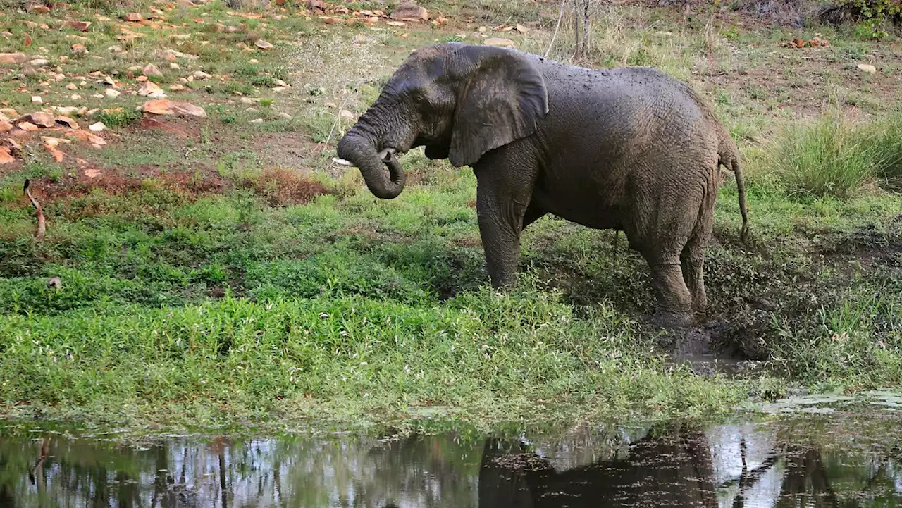 Elefant greift Menschen an - fünf Tote