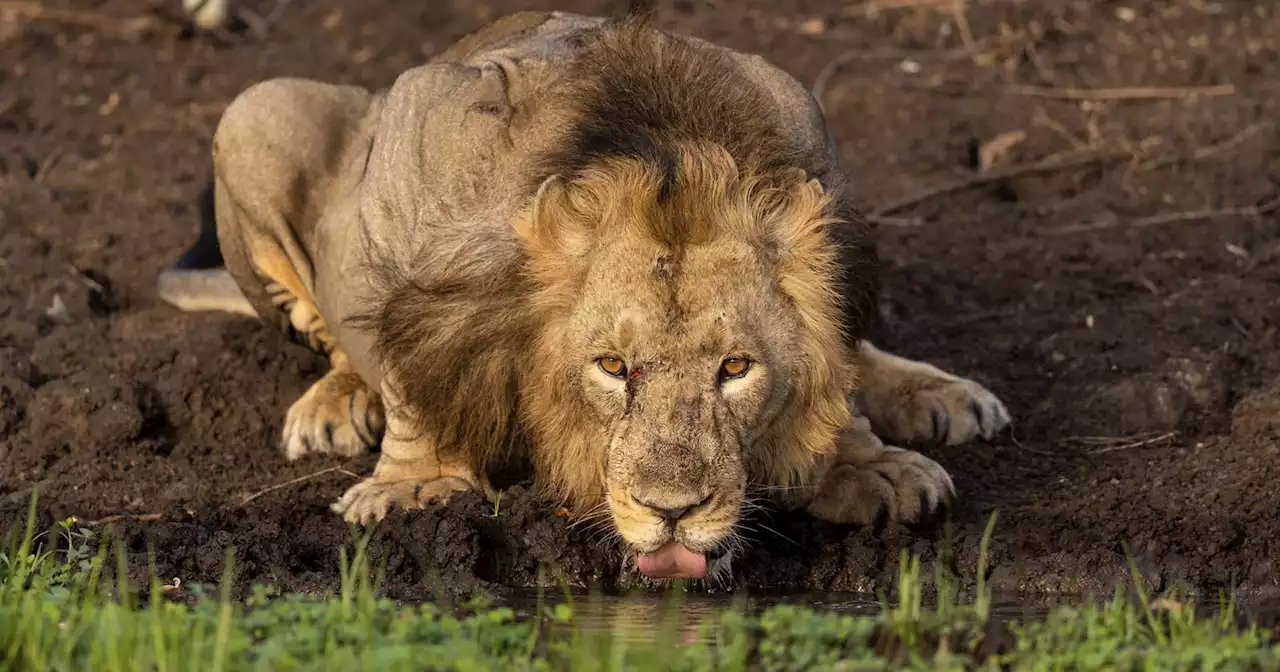 Photographer Waits Eight Hours to Capture ‘Dream’ Lion Shot