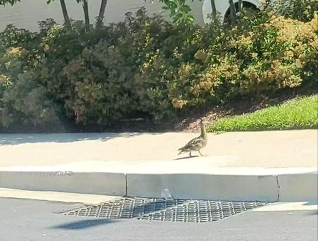 A duck needed help saving her ducklings. A police rescue ensued.