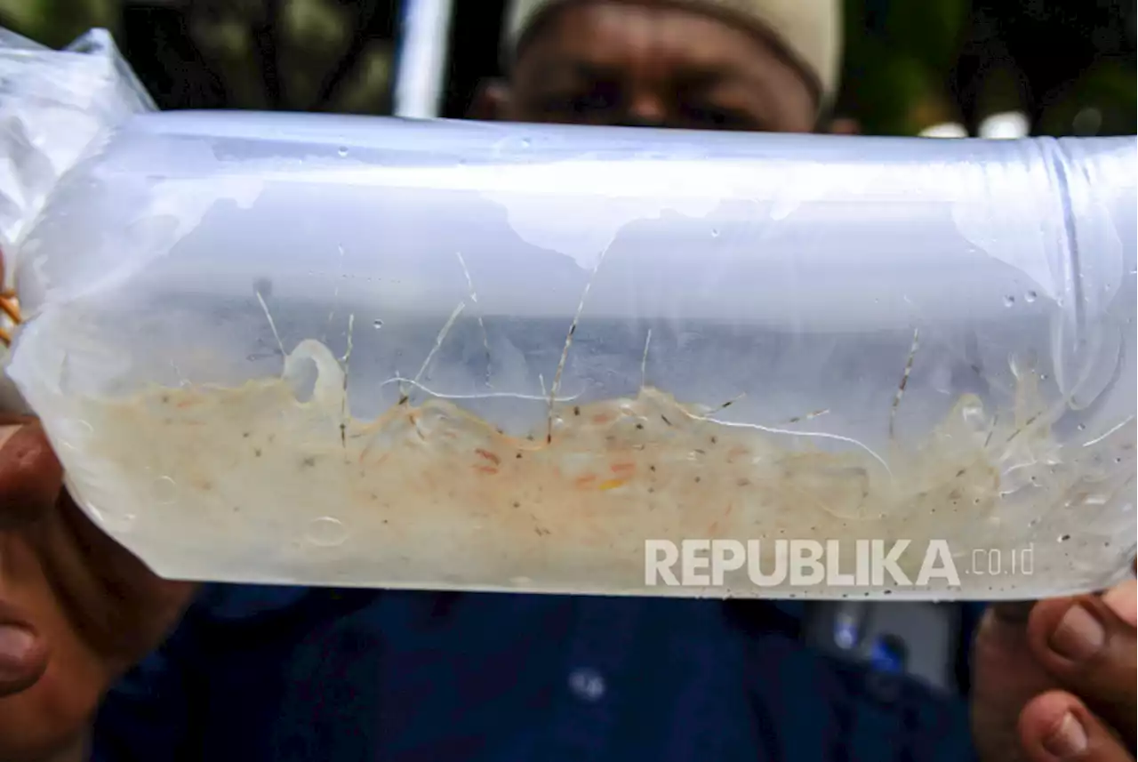 Polda Jatim Ringkus Sindikat Penyelundupan Benih Lobster |Republika Online