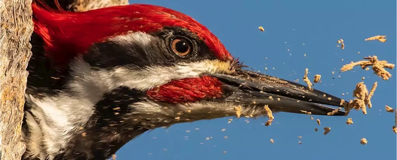 Why Don't Woodpeckers Get Brain Damage? Research Presents an Intriguing New Hypothesis