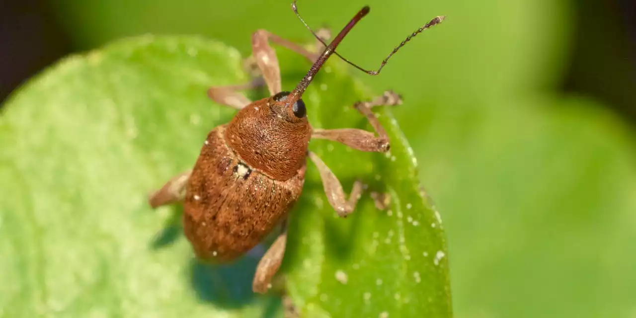 How to Tell If the Bug on You Is a Tick or Just a Weevil