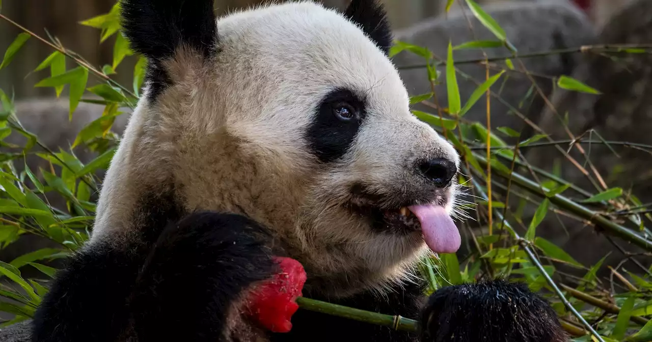 Onda de calor: é assim que os animais se refrescam num zoo de Madrid
