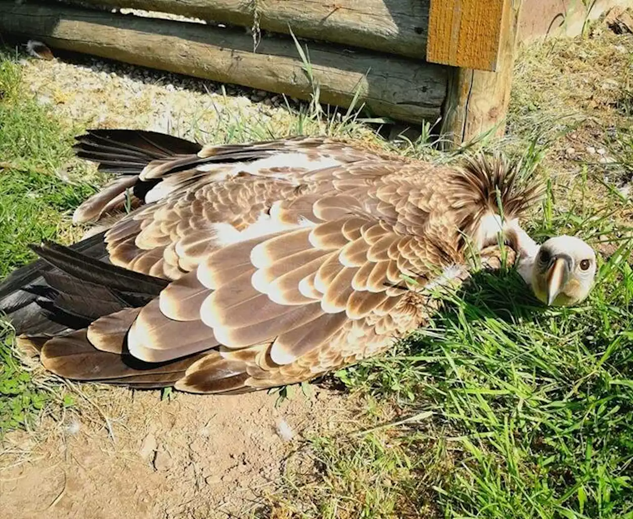 Update: Vermisstes Tier: Vermisster Sperbergeier „Faule Socke“ wurde gefunden