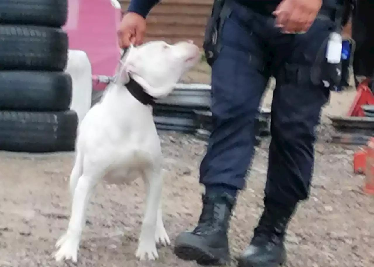 Stolen dog reunited with family by Law Enforcement officers