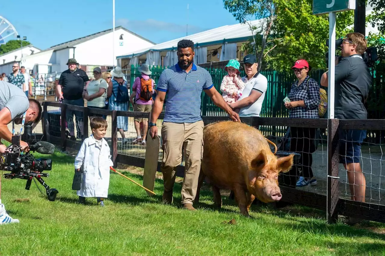 Toddler chases 'his piggy' into the ring at Great Yorkshire Show to join popstar JB Gill in the spotlight