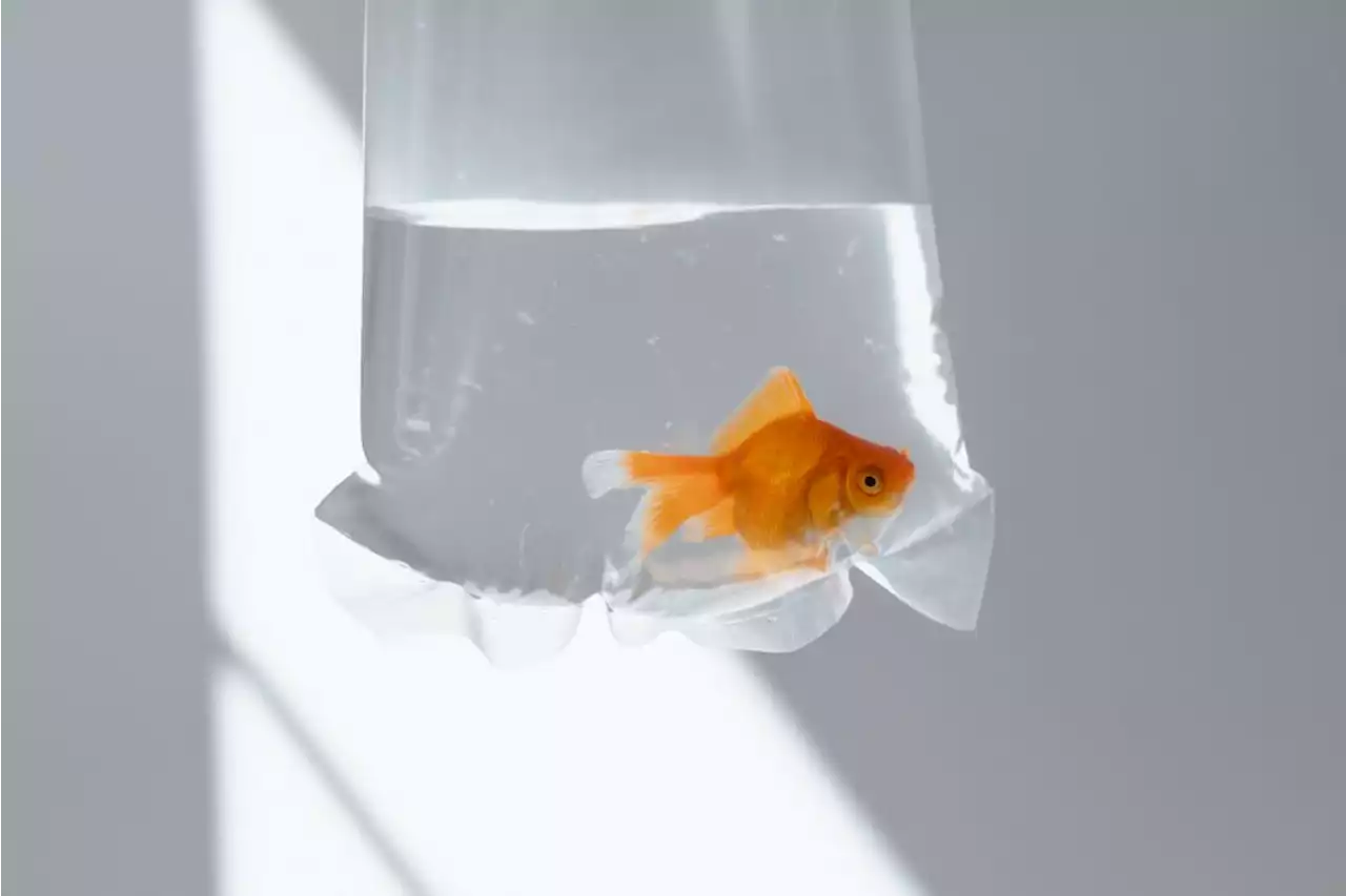 An Artist Trapped Goldfish in IV Bags for a Museum Show in Korea. They Were Released After Visitors Complained About Them Dying | Artnet News