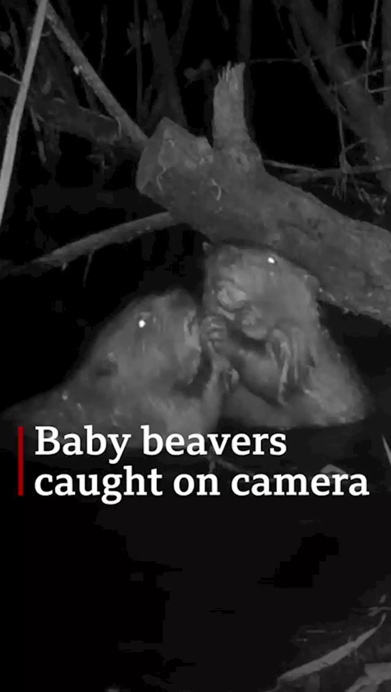 History-making baby beavers caught on camera