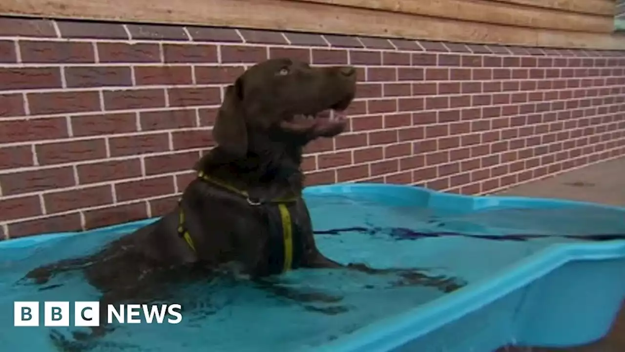 UK heatwave: Working to keep 80 dogs safe in 'dangerous' heat