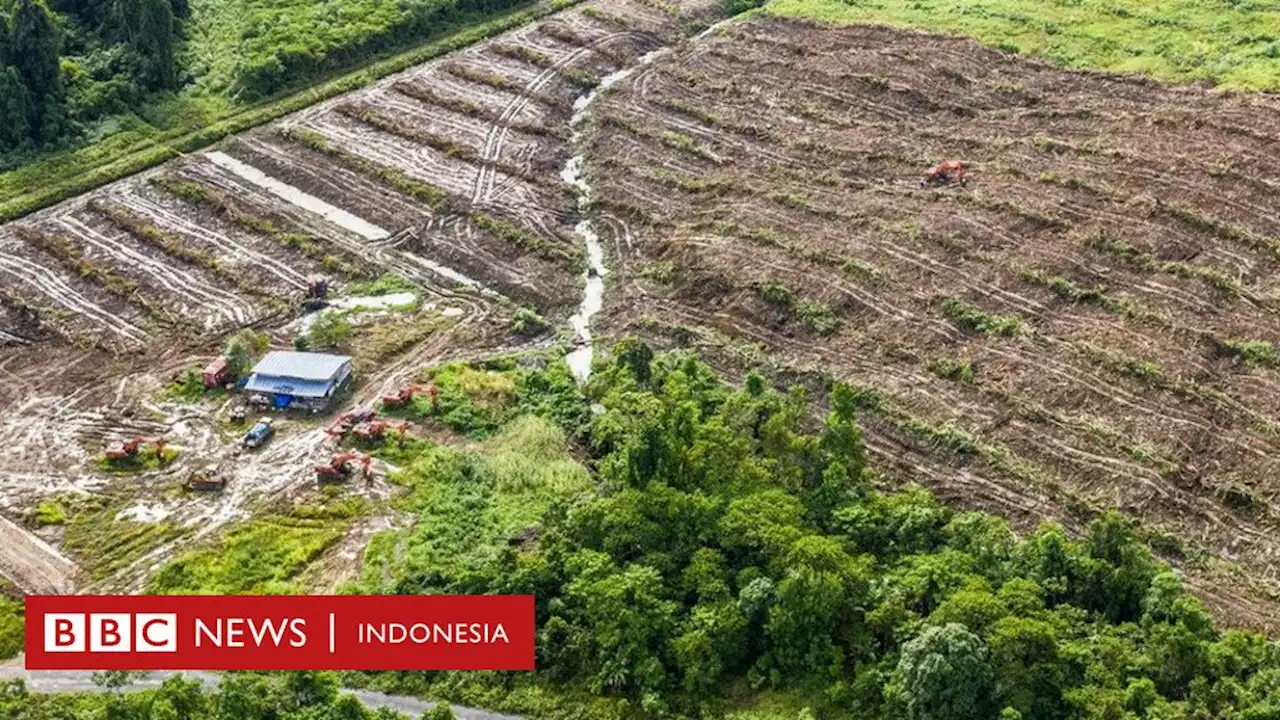 Perusahaan sawit di Papua buka lahan 70 hektar meski izin dicabut, 'Itu termasuk unsur pidana' - BBC News Indonesia