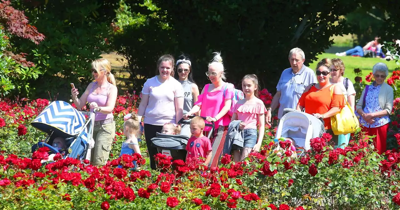 Belfast's Rose Week festival will not go ahead this summer