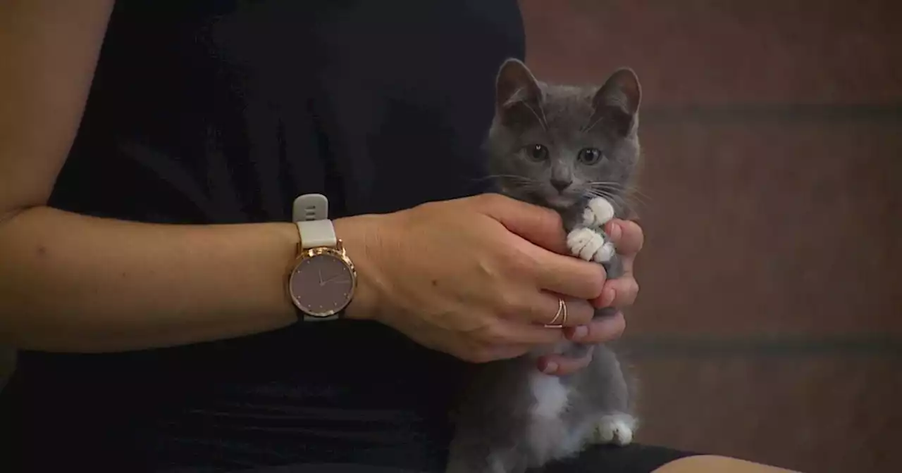 'Cats on Mats' returns to Denver Animal Shelter