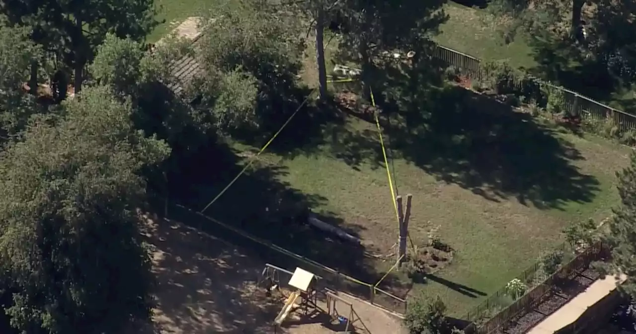 Child seriously injured after tree falls on him